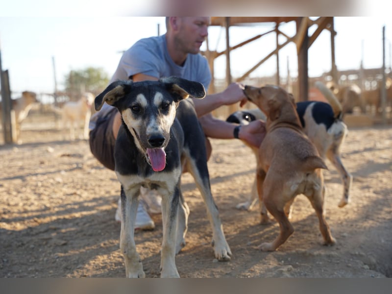 Nina- Eine junge Hündin sucht ihr Herz-Zuhause  Nina wurde ca. Anfang 2025 geboren und kam als sehr