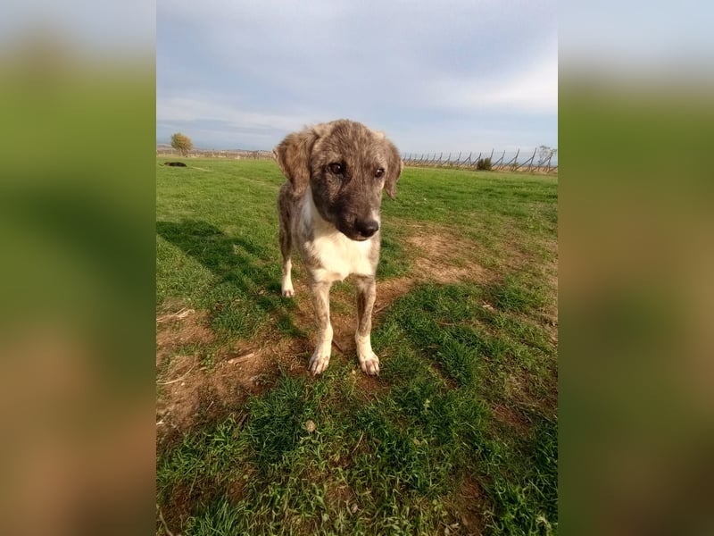 Christiano - vom Waisenkind zum Herzenshund Christiano - vom Waisenkind zum Herzenshund