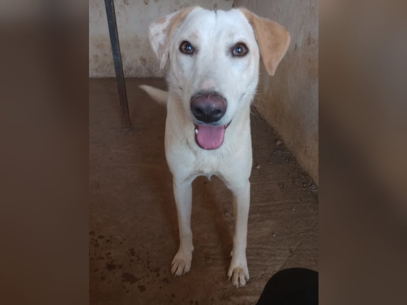 Rania - Freundliche Hündin sucht ein liebevolles Zuhause Rania - Freundliche Hündin sucht ein liebevolles Zuhause