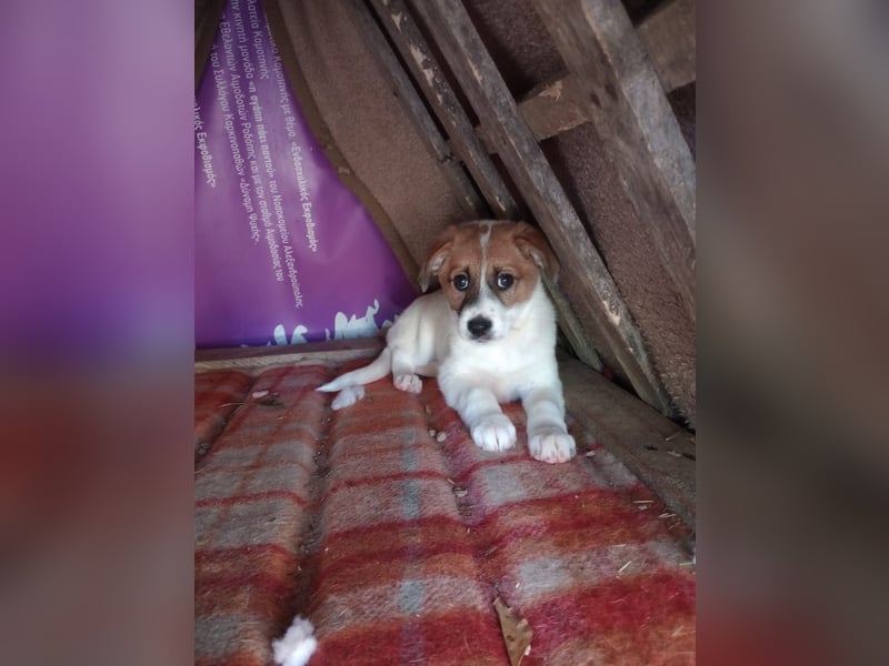 Deniz - Ein fröhlicher Begleiter für's Leben