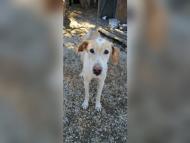 Sotiria – ein sanftes Hundeherz sucht endlich ihr eigenes Zuhause