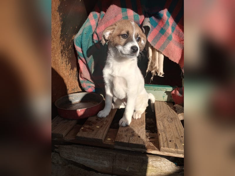 Deniz - Ein fröhlicher Begleiter für's Leben