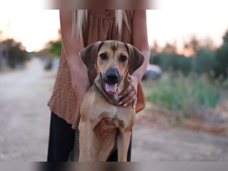 Linda – Sanft, klug und voller Lebensfreude