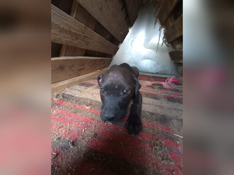 Lacta – Eine liebe, soziale Hündin sucht ihr Zuhause fürs Leben