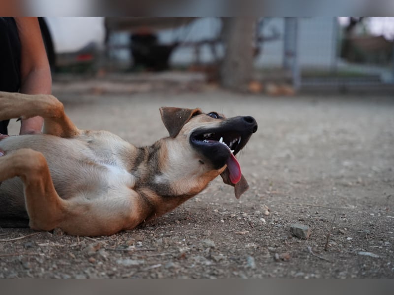 Linda – Sanft, klug und voller Lebensfreude