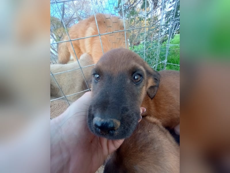 Timos - Ein kleiner Welpe sucht sein Zuhause für immer