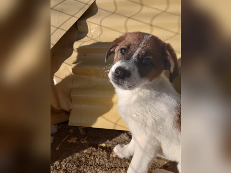 Deniz - Ein fröhlicher Begleiter für's Leben