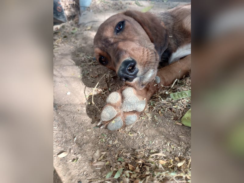 Cookie - Jagdhundmix Wlepe sucht ihr Glück
