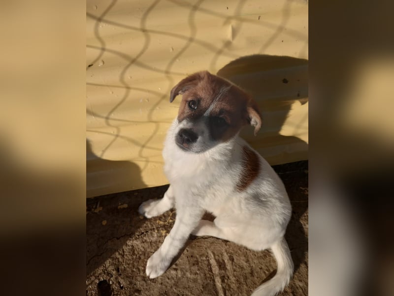 Deniz - Ein fröhlicher Begleiter für's Leben