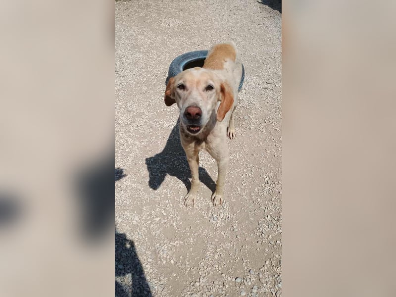 Sotiria – ein sanftes Hundeherz sucht endlich ihr eigenes Zuhause