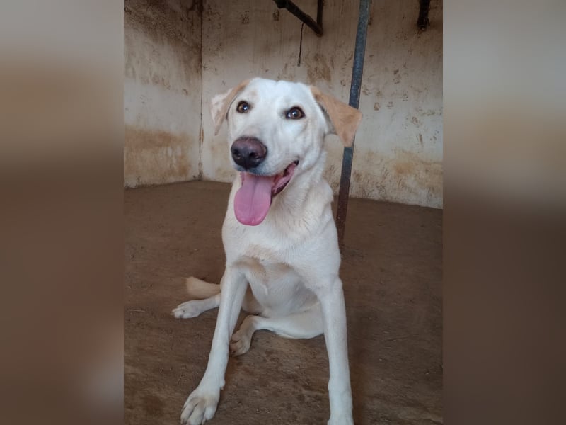 Rania - Freundliche Hündin sucht ein liebevolles Zuhause Rania - Freundliche Hündin sucht ein liebevolles Zuhause