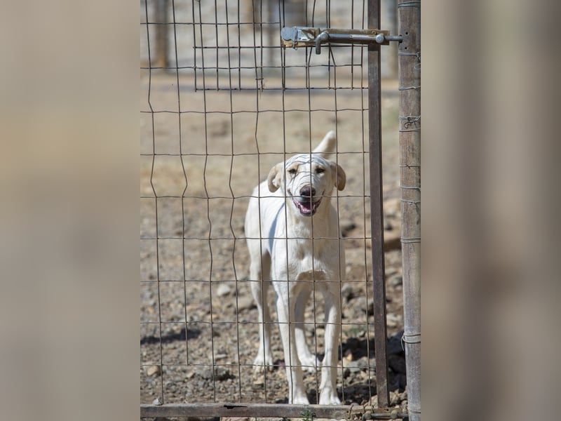Rania - Freundliche Hündin sucht ein liebevolles Zuhause Rania - Freundliche Hündin sucht ein liebevolles Zuhause