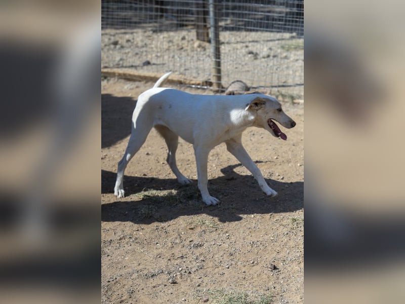 Rania - Freundliche Hündin sucht ein liebevolles Zuhause Rania - Freundliche Hündin sucht ein liebevolles Zuhause