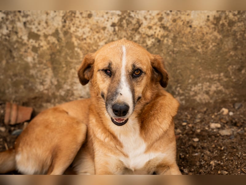 GIOZ - ein Auge, aber trotzdem voller Liebe