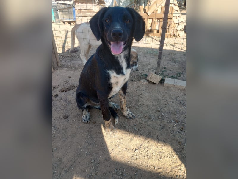 David - Ein kleiner Kämpfer auf der Suche nach einem Zuhause