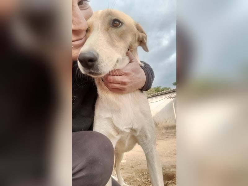 Gloria - Liebevoller Wirbelwind sucht ein Zuhause