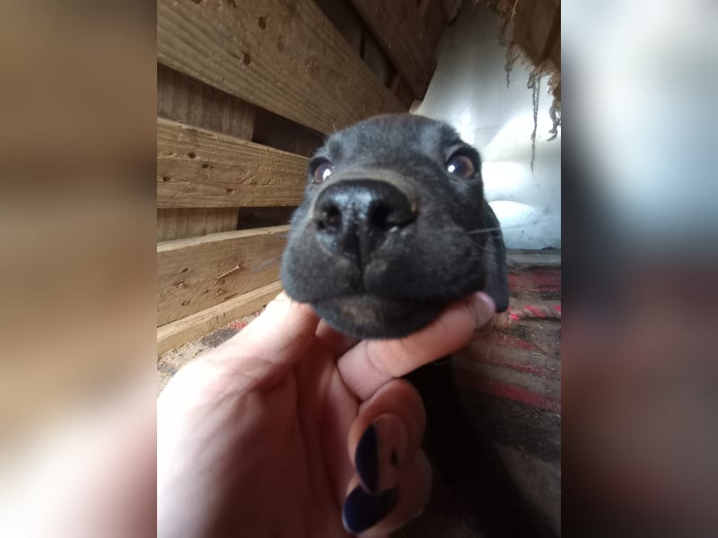 Lacta – Eine liebe, soziale Hündin sucht ihr Zuhause fürs Leben