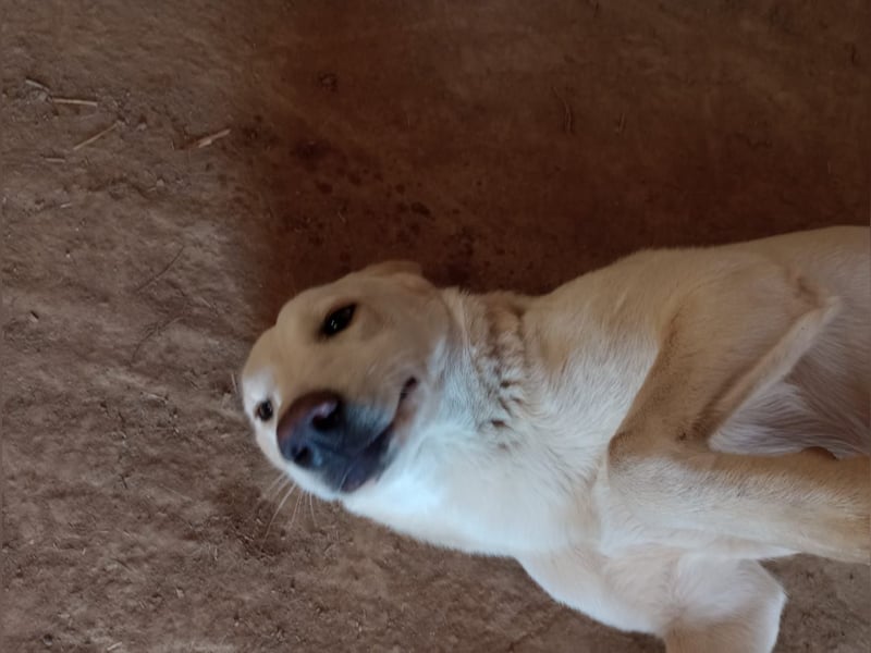 Rania - Freundliche Hündin sucht ein liebevolles Zuhause Rania - Freundliche Hündin sucht ein liebevolles Zuhause