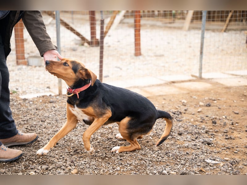 Olivia – eine liebevolle Jagdhündin sucht Geborgenheit