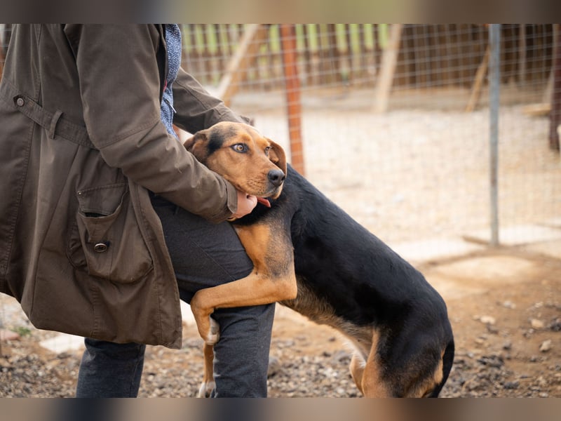 Olivia – eine liebevolle Jagdhündin sucht Geborgenheit