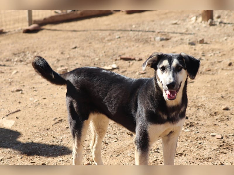 Nina- Eine junge Hündin sucht ihr Herz-Zuhause  Nina wurde ca. Anfang 2025 geboren und kam als sehr