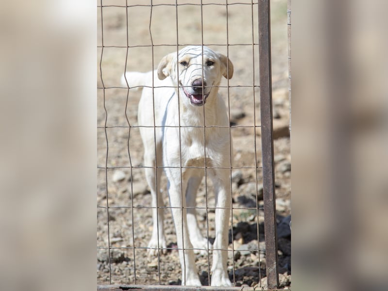 Rania - Freundliche Hündin sucht ein liebevolles Zuhause Rania - Freundliche Hündin sucht ein liebevolles Zuhause