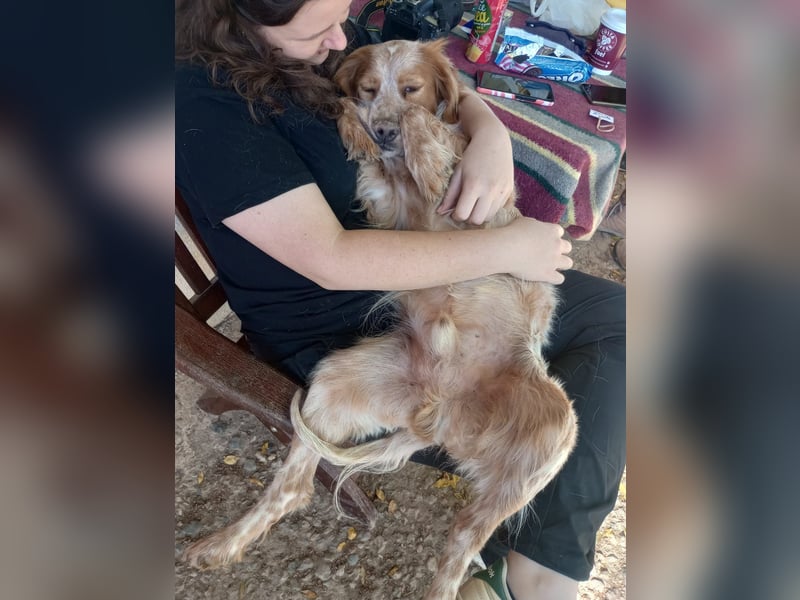 Nemo - Ein sanfter Spaniel-Mix sucht endlich Sicherheit