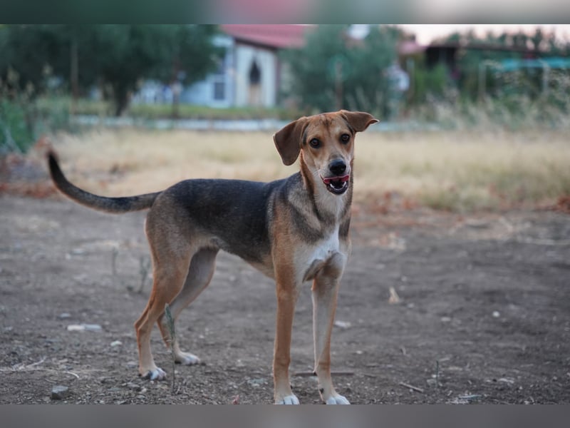 Fanni – Ein liebevolles Energiebündel sucht endlich Sicherheit