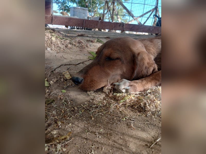 Cookie - Jagdhundmix Wlepe sucht ihr Glück