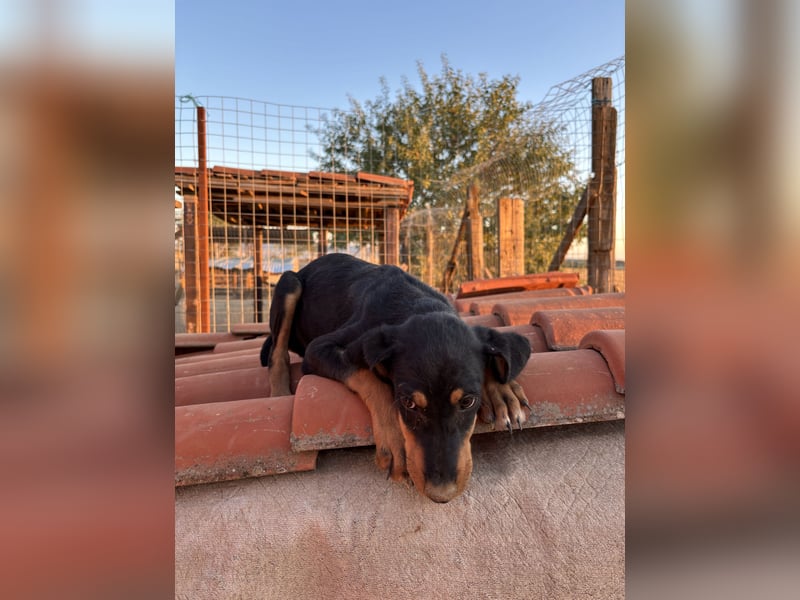 Sivas - Jagdhundmix Welpe