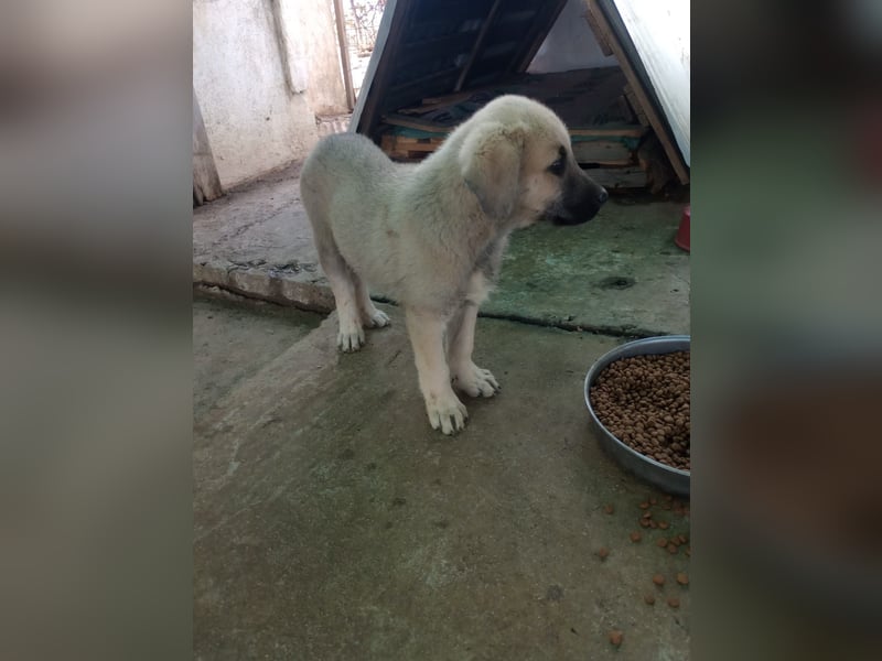 Tom - Welpenpower mit ganz viel Herz