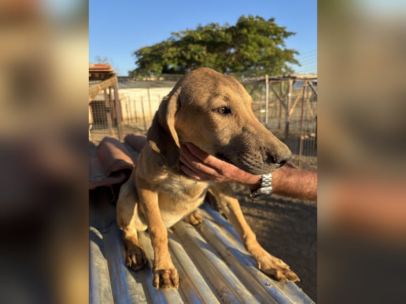 Roxi - Wlepenmädchen sucht ihr Zuhause