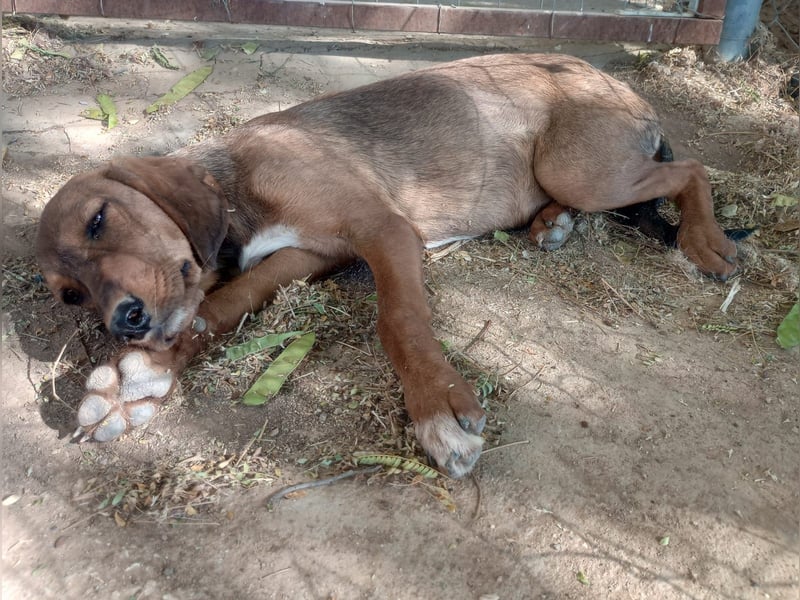 Cookie - Jagdhundmix Wlepe sucht ihr Glück