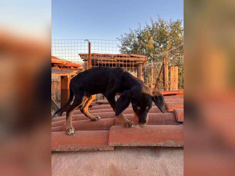 Sivas - Jagdhundmix Welpe