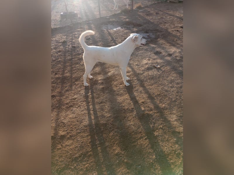 Rania - Freundliche Hündin sucht ein liebevolles Zuhause Rania - Freundliche Hündin sucht ein liebevolles Zuhause