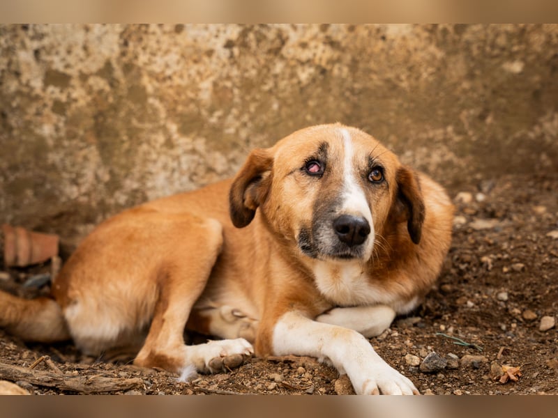 GIOZ - ein Auge, aber trotzdem voller Liebe