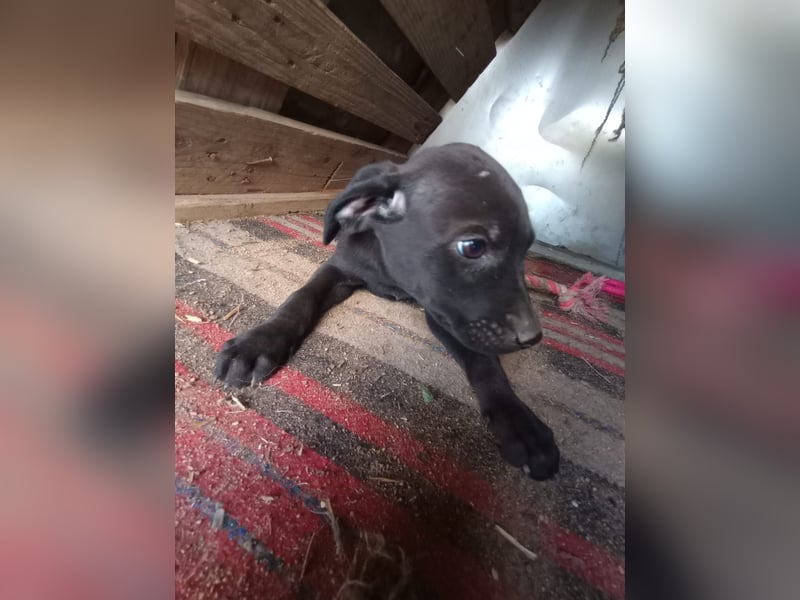 Lacta – Eine liebe, soziale Hündin sucht ihr Zuhause fürs Leben