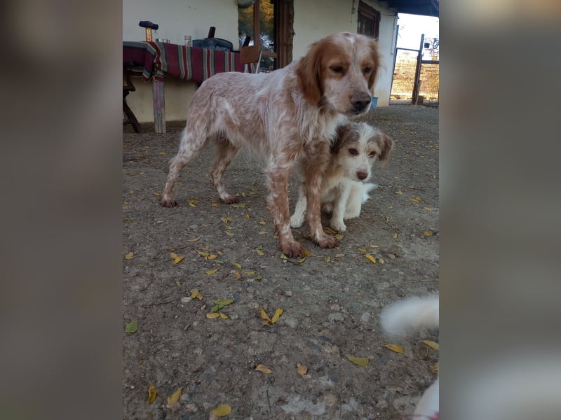 Nemo - Ein sanfter Spaniel-Mix sucht endlich Sicherheit