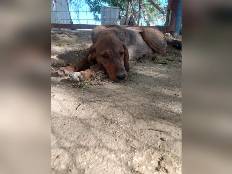 Cookie - Jagdhundmix Wlepe sucht ihr Glück