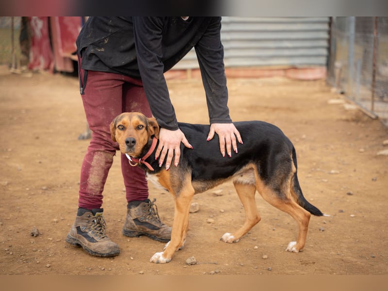 Olivia – eine liebevolle Jagdhündin sucht Geborgenheit