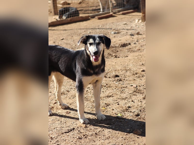 Nina- Eine junge Hündin sucht ihr Herz-Zuhause  Nina wurde ca. Anfang 2025 geboren und kam als sehr