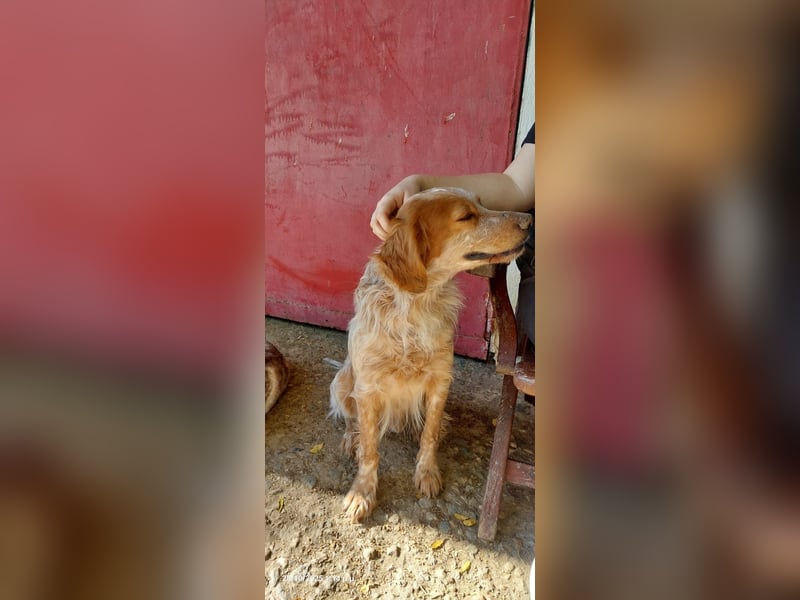 Nemo - Ein sanfter Spaniel-Mix sucht endlich Sicherheit