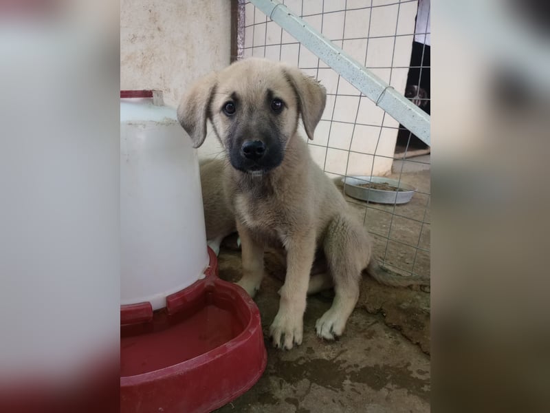 Tom - Welpenpower mit ganz viel Herz