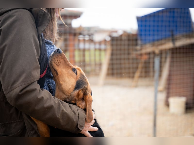 Olivia – eine liebevolle Jagdhündin sucht Geborgenheit
