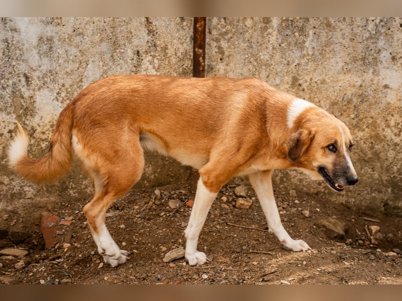 GIOZ - ein Auge, aber trotzdem voller Liebe