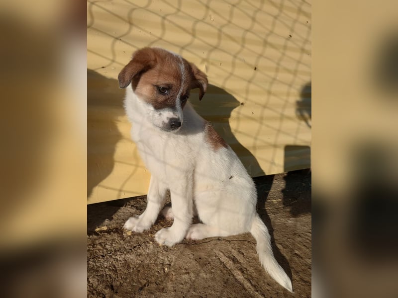 Deniz - Ein fröhlicher Begleiter für's Leben