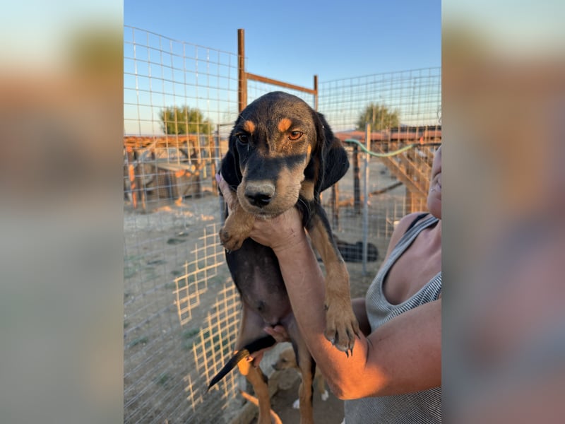 Sivas - Jagdhundmix Welpe