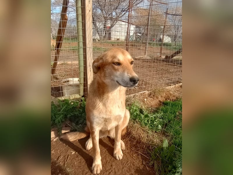 Fiona – Zartes Glück auf vier Pfoten sucht ihr Für-immer-Zuhause