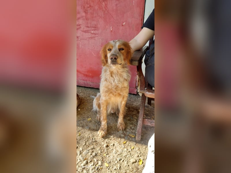 Nemo - Ein sanfter Spaniel-Mix sucht endlich Sicherheit