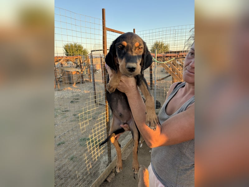 Sivas - Jagdhundmix Welpe